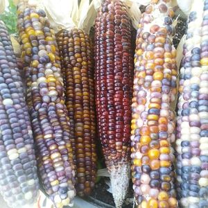 glass jim corn seed's for sale and purchase more .